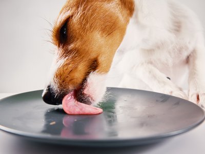 Czym karmić szczeniaka?