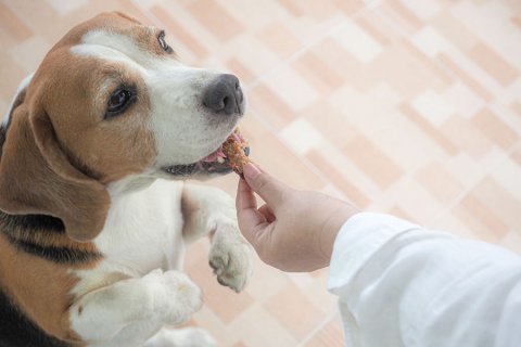 Jak karmić psa, żeby go nie przekarmić?