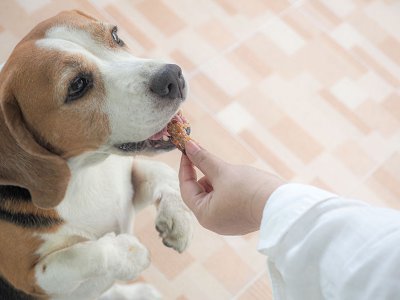 Jak karmić psa, żeby go nie przekarmić?