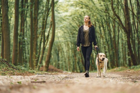Kiedy wychodzić z psem na spacery w letnie upały?